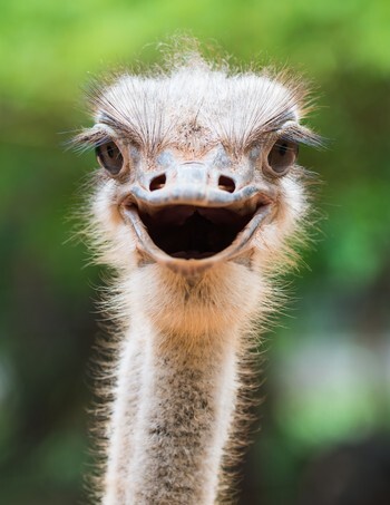 Ostrich head closeup